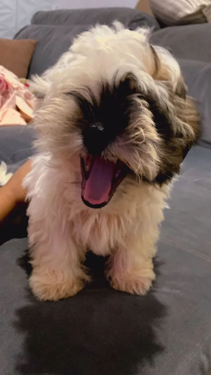 Shih Tzu filhote irresistível