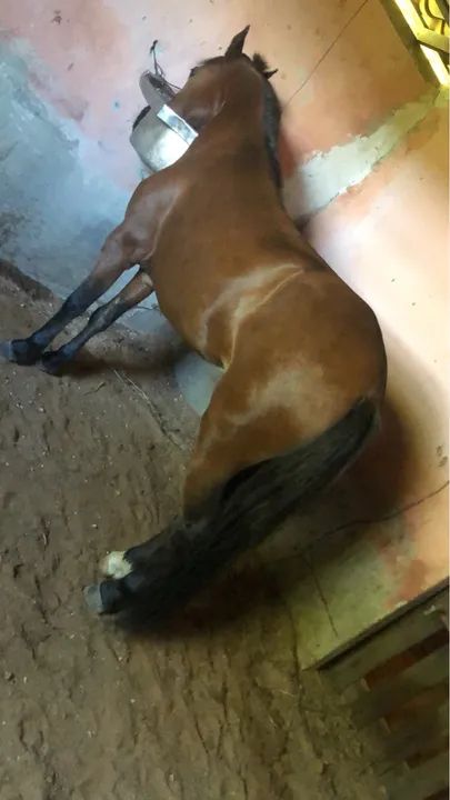 Vendo ponei femia bonita i nova i mansa pra qualquer pessoa  - Foto 2