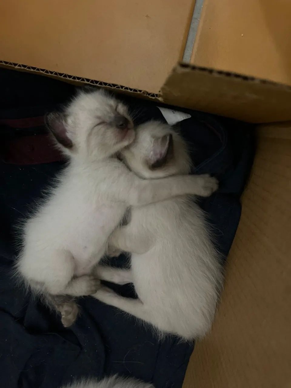 Doação gato macho, vermifugo e castração inclusas - Foto 4