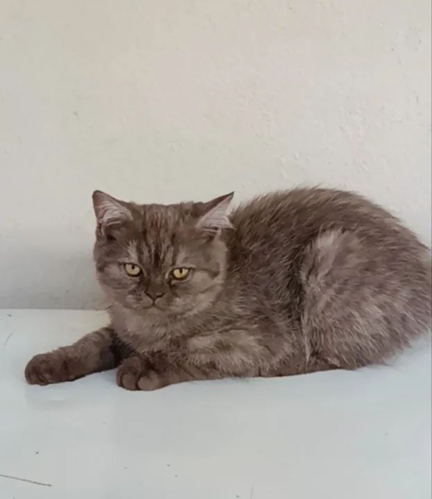 Gatinho British Shorthair Chocolate SP