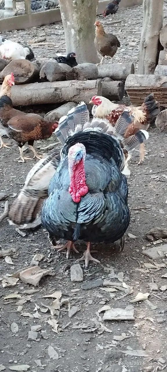 Peru macho  - Foto 4