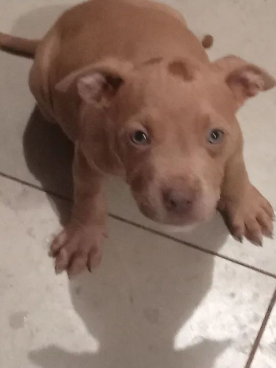 Vendo filhotes de pitmonster  - Foto 2