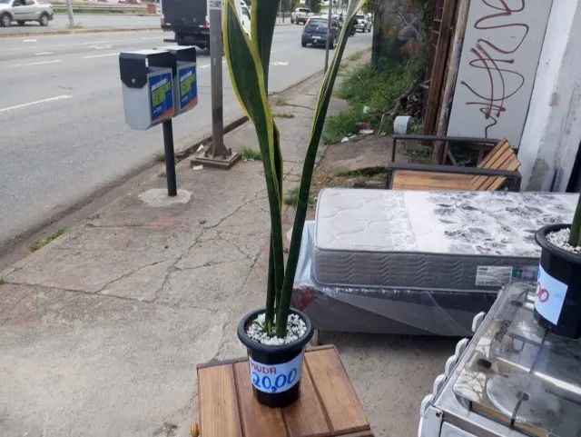 Planta Espada de seu Jorge - Foto 2