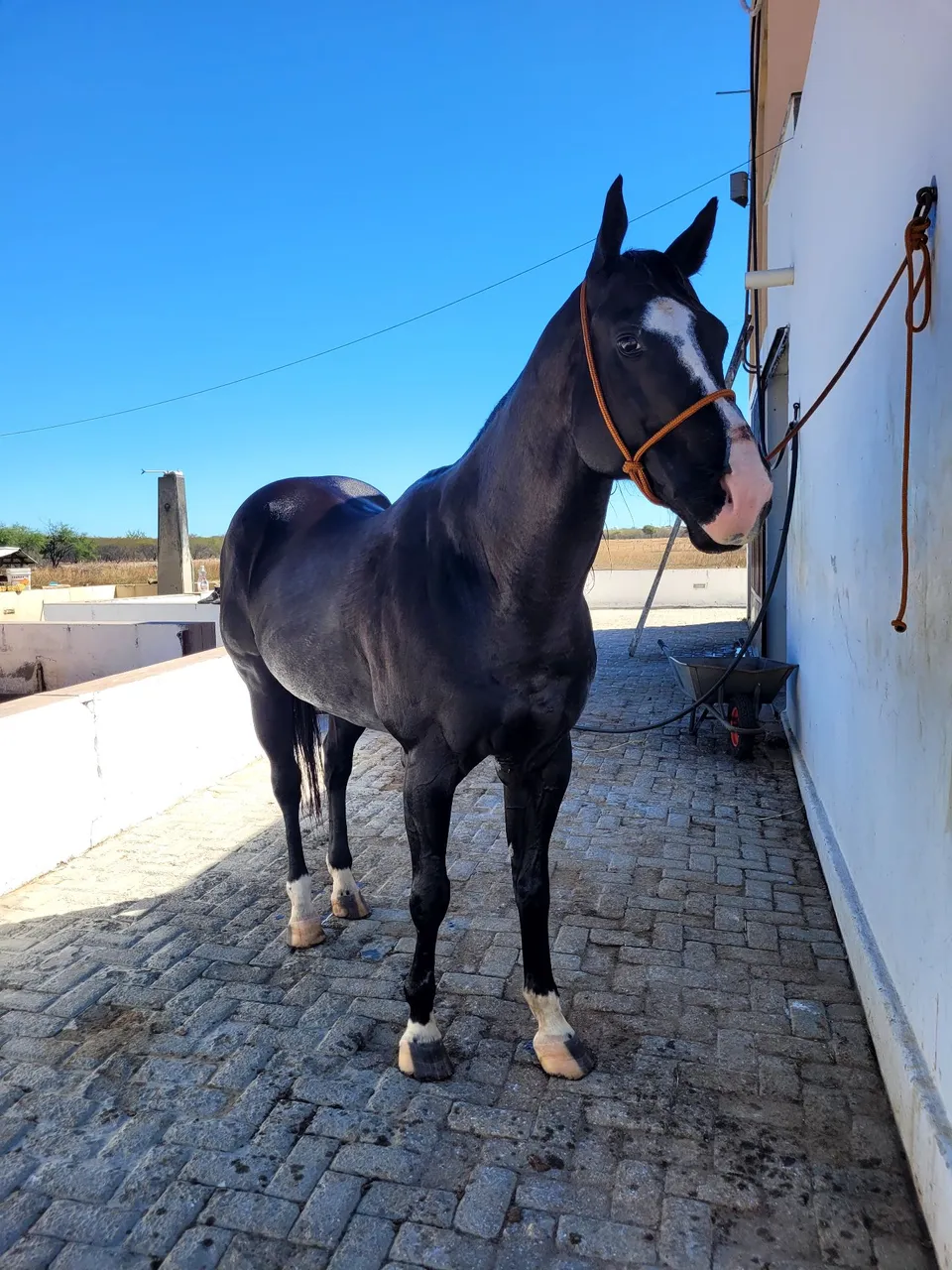 Cavalo QM (PO)