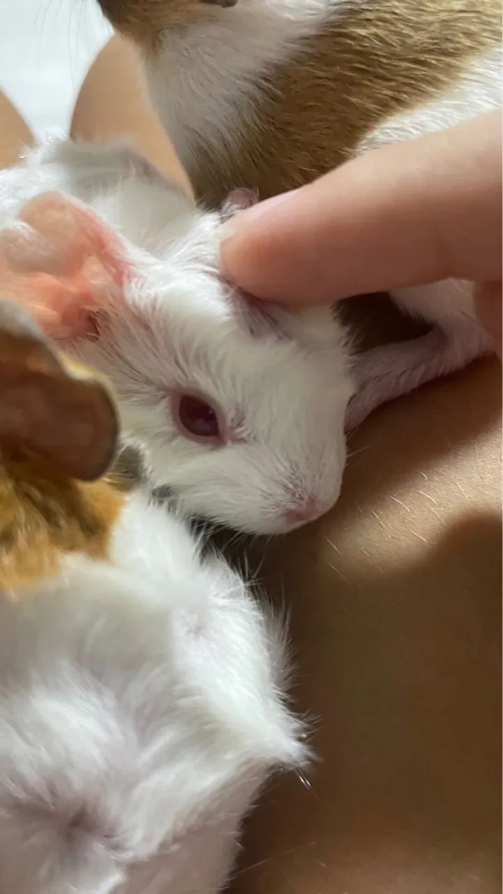 Porquinhos da índia  - Foto 2