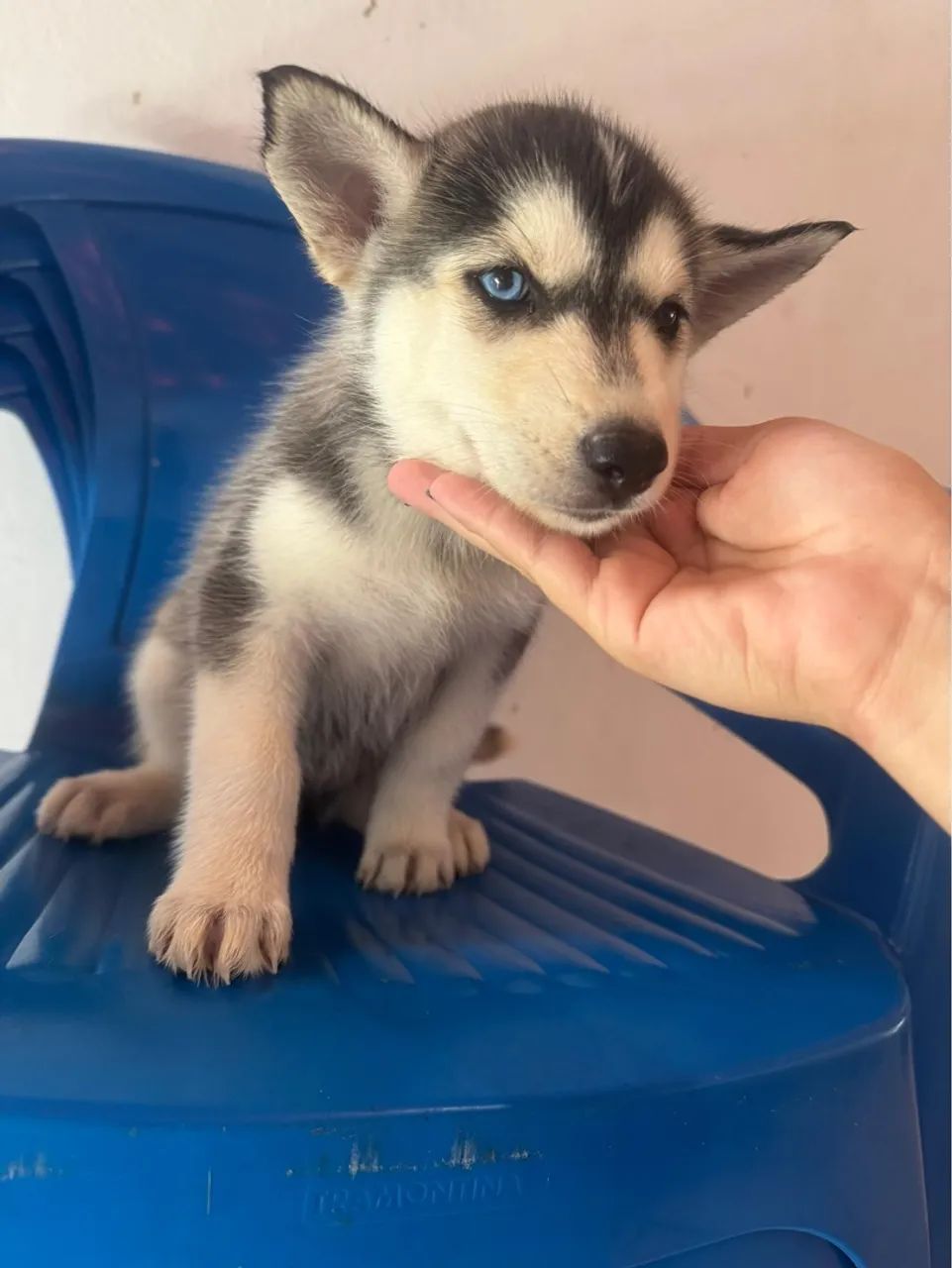 Filhote Husky Siberiano - Foto 2