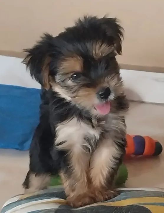 Yorkshire Terrier Macho