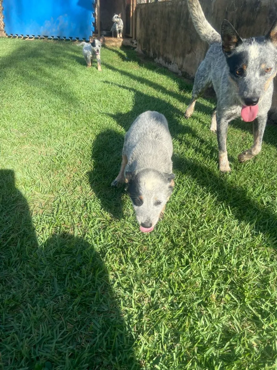 Filhotes de Blue heeler