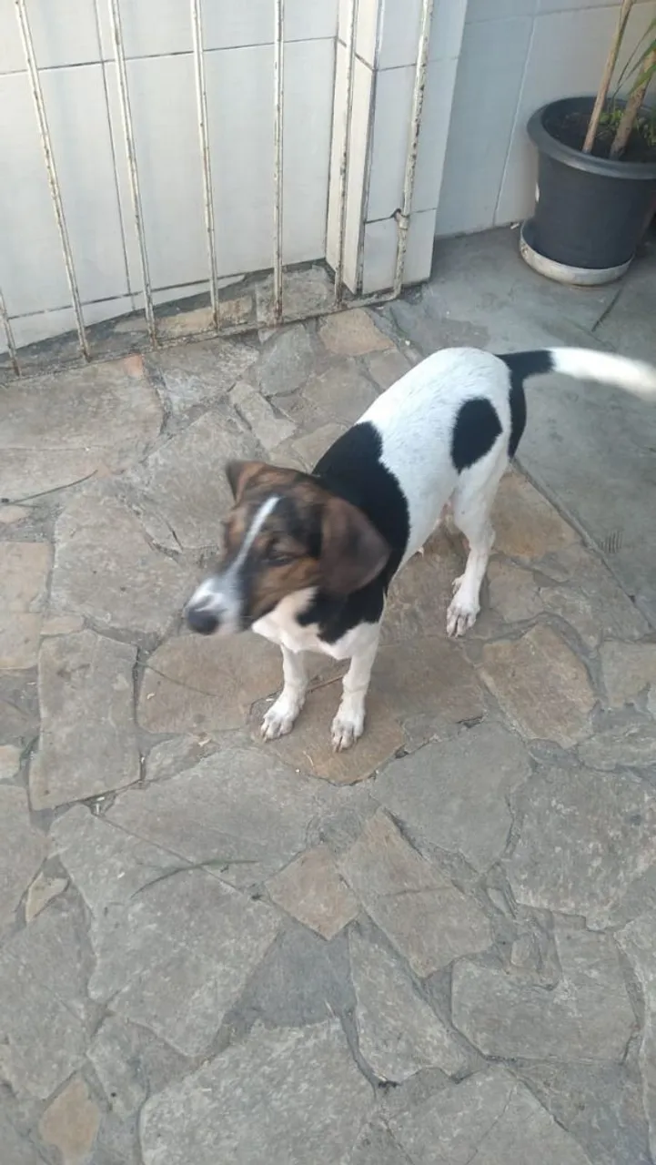 Cachorro