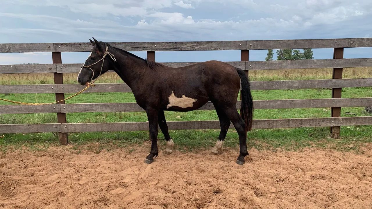 Potros crioulos-varios pelos- oveiro negro - Foto 4