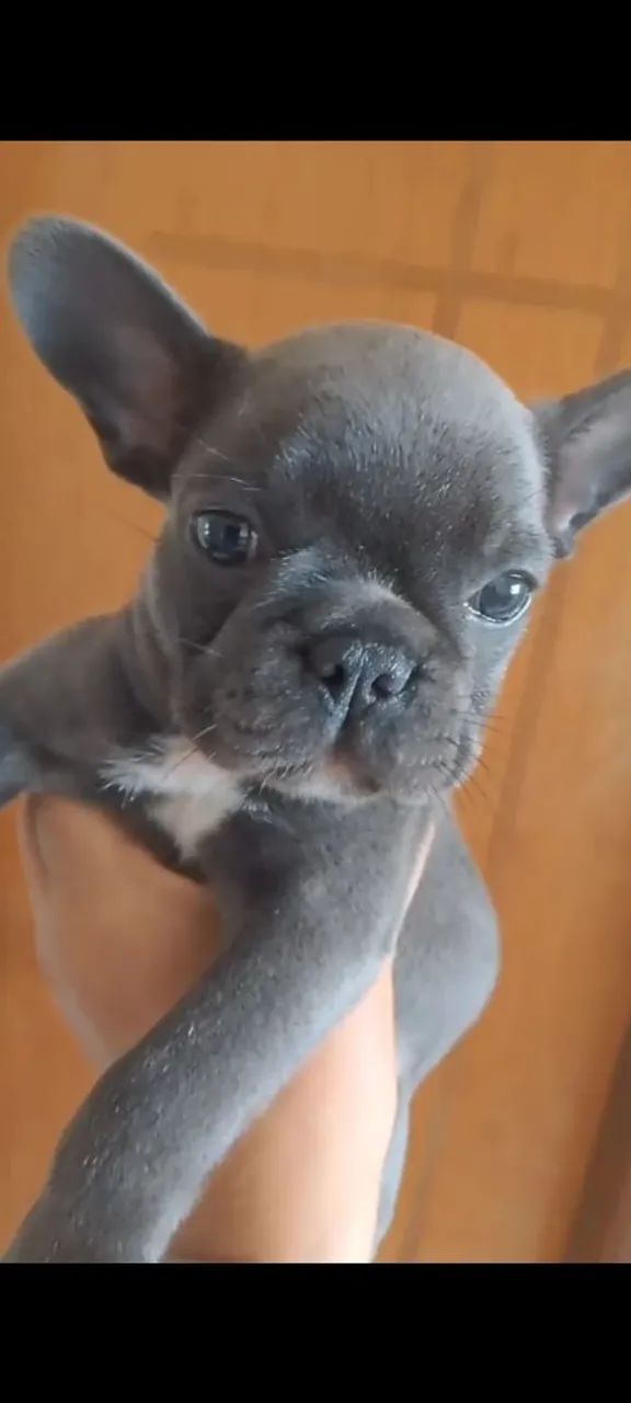 Filhote de Bulldog Francês