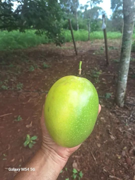 Polpa de Maracujá - Foto 2