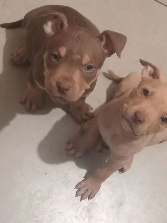 Vendo filhotes de pitmonster 