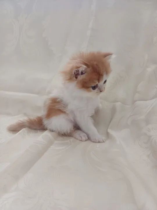  Persa disponível maravilhosos  - Foto 4