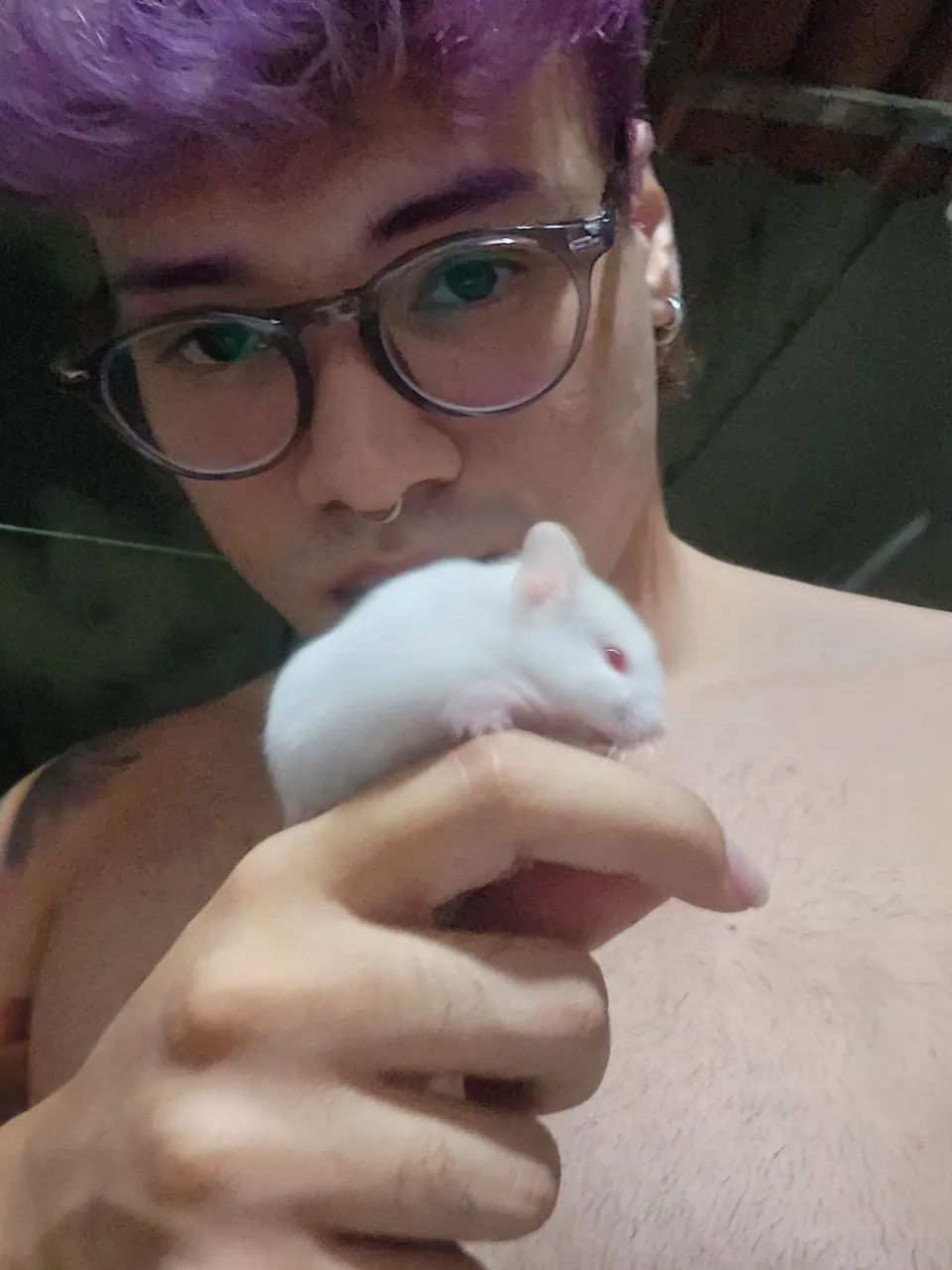 Hamster Sirio Albino ULTIMA UNIDADE