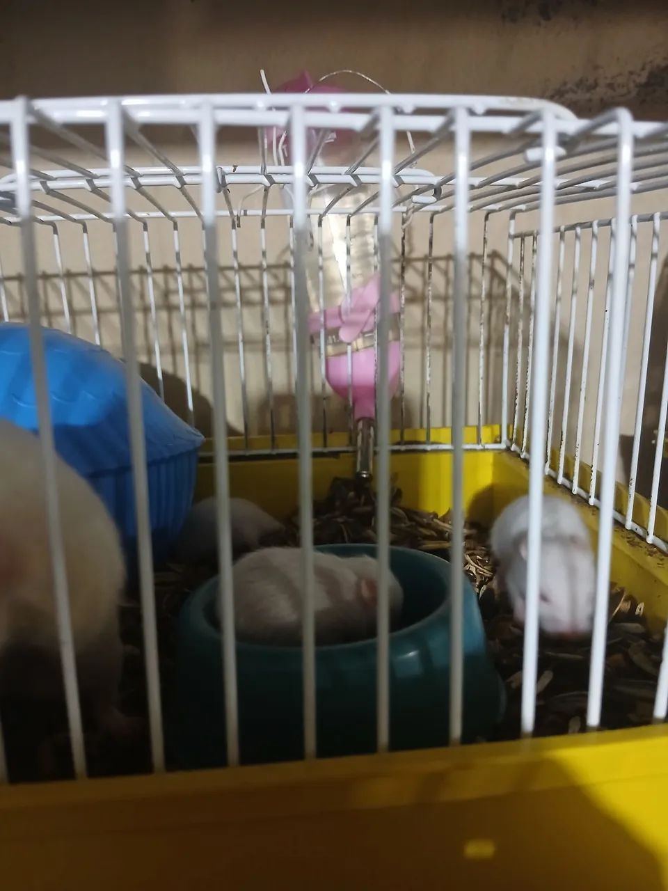 Hamster Sírio e Chinês 