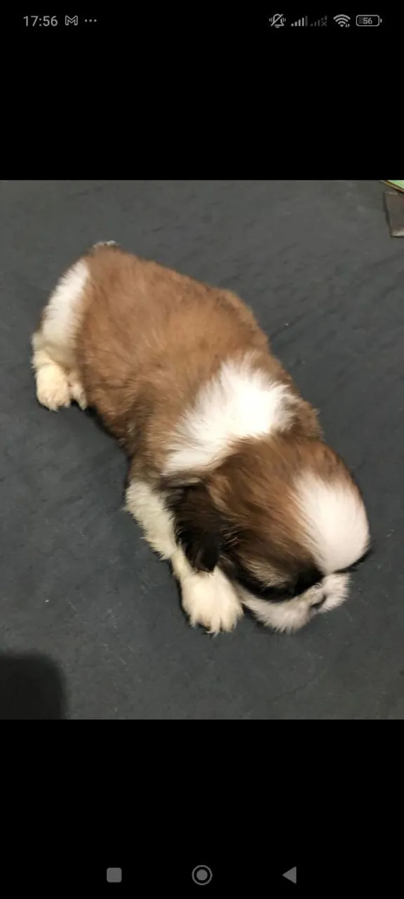 Filhote Shih Tzu macho