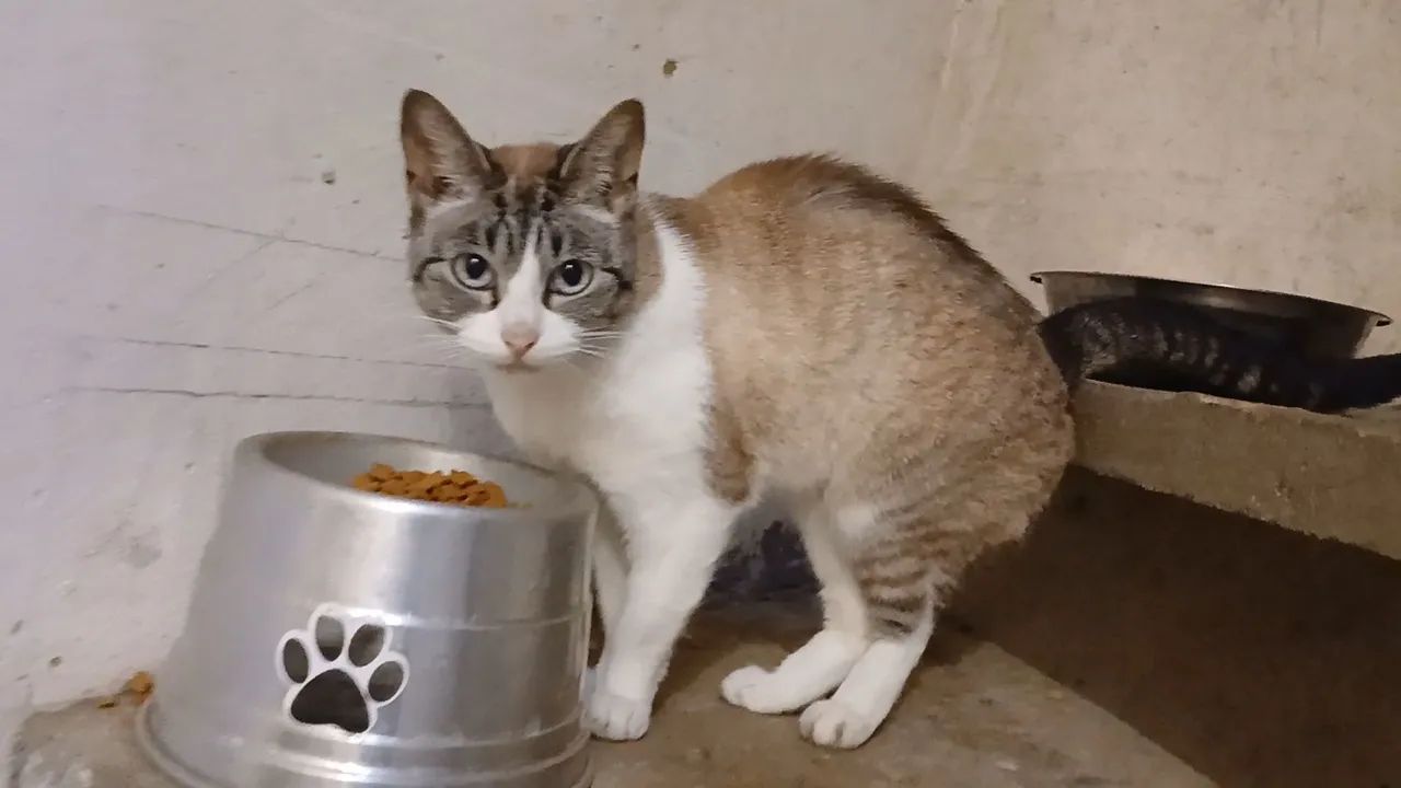 Gatos de Pequeno Porte - Foto 2