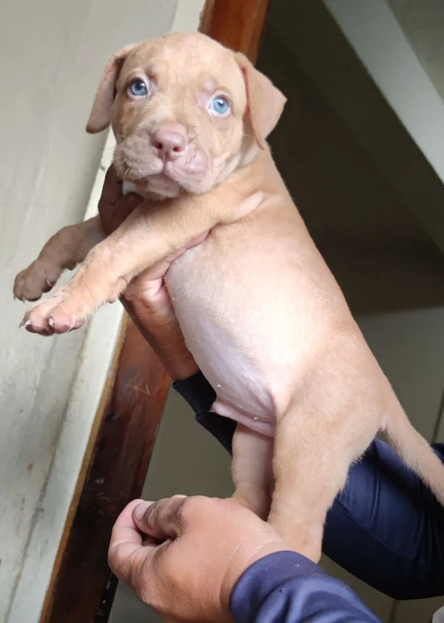 Pitbul filhotes