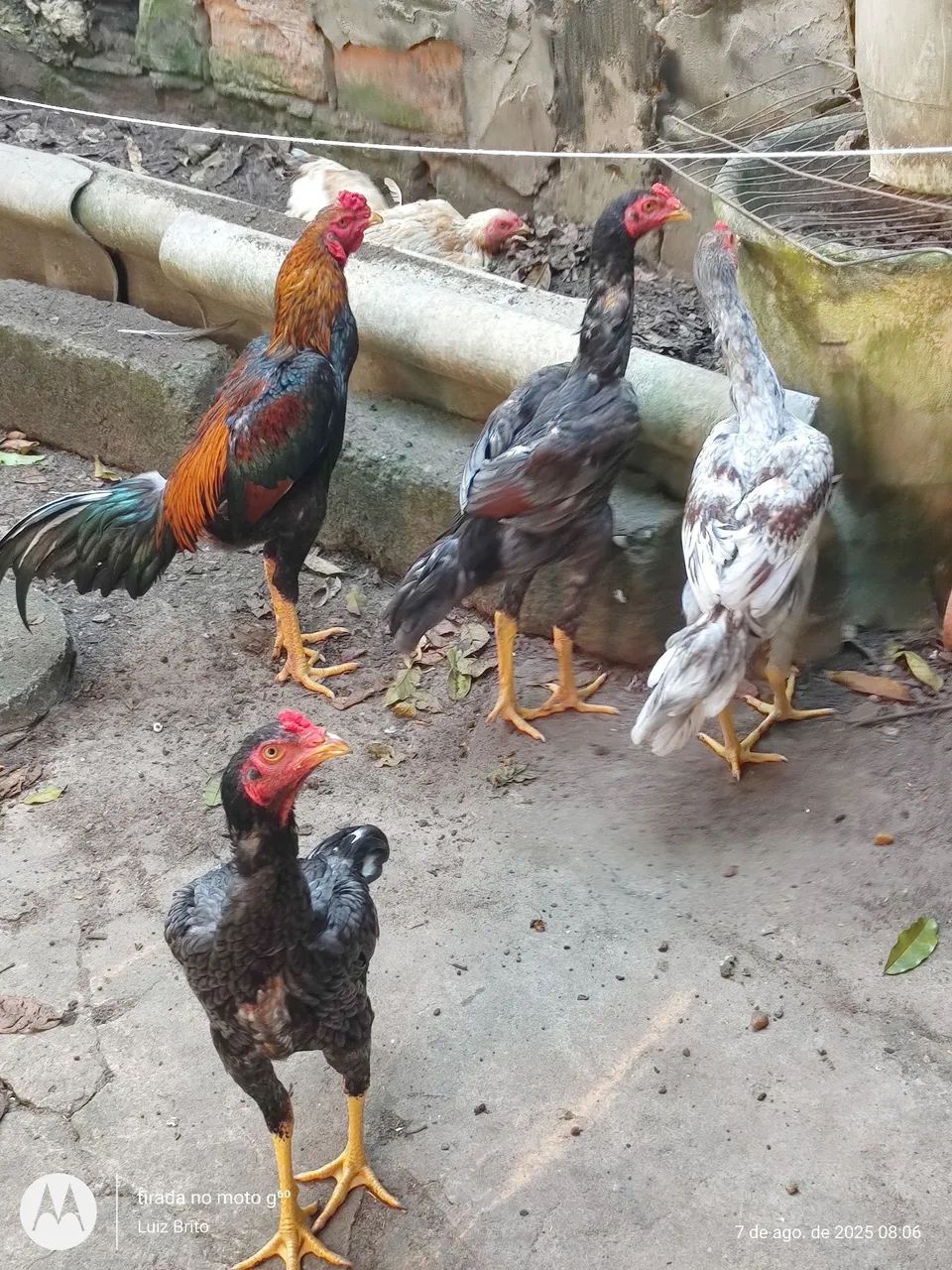 Galos e frangos raça  - Foto 3