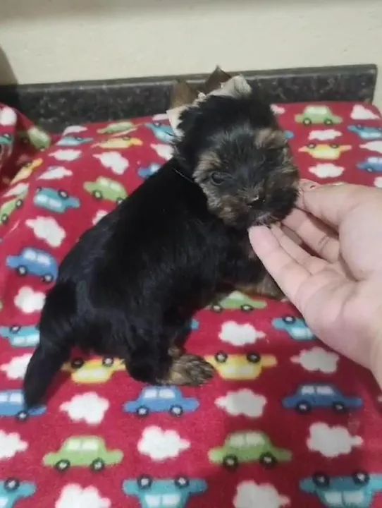 Companheiro Yorkshire Terrier filhote / Diversão e Amor.