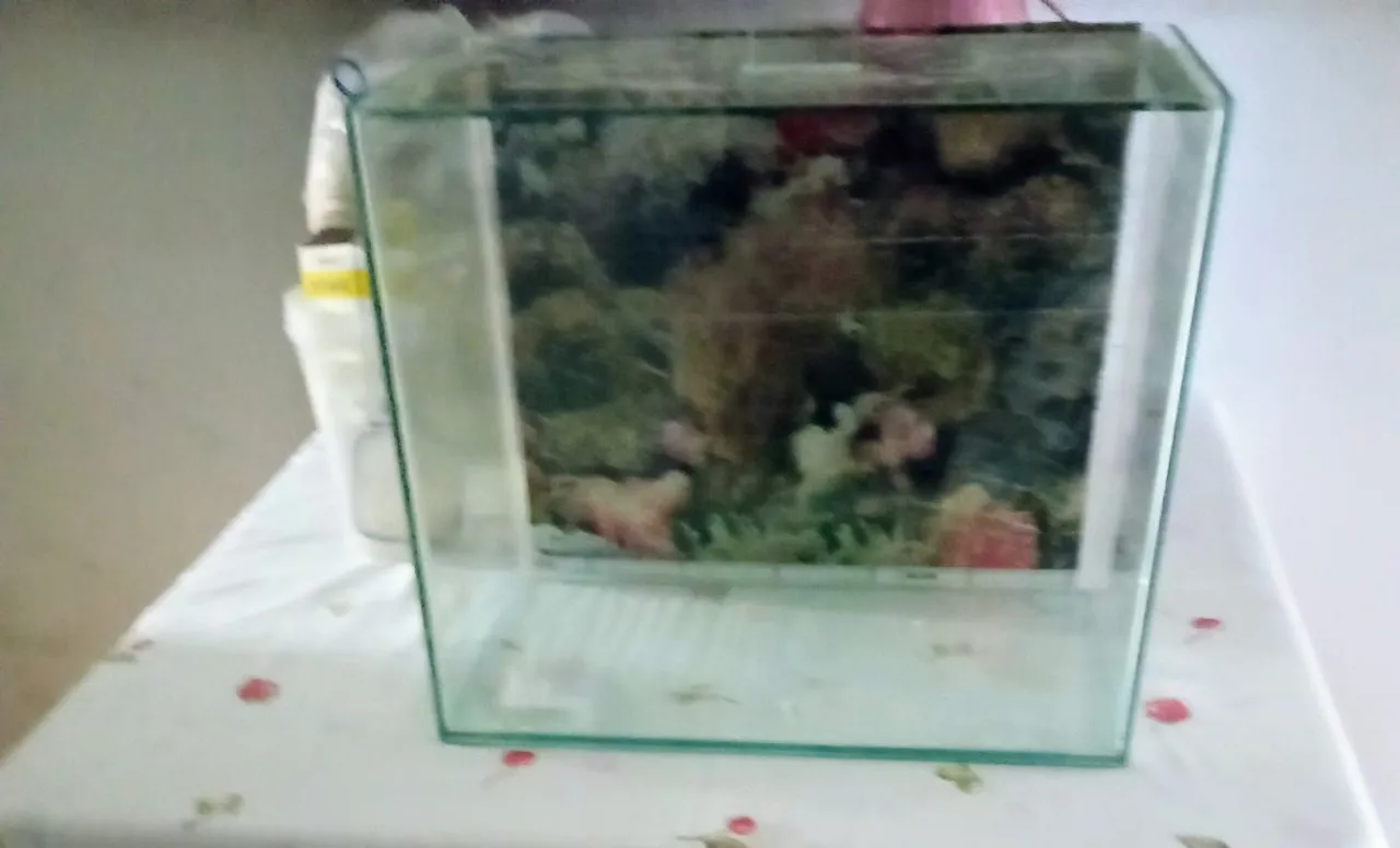 Aquário decorativo