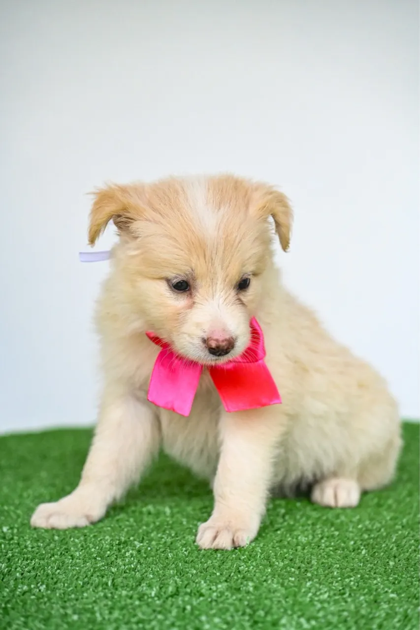 Border Collie filhote