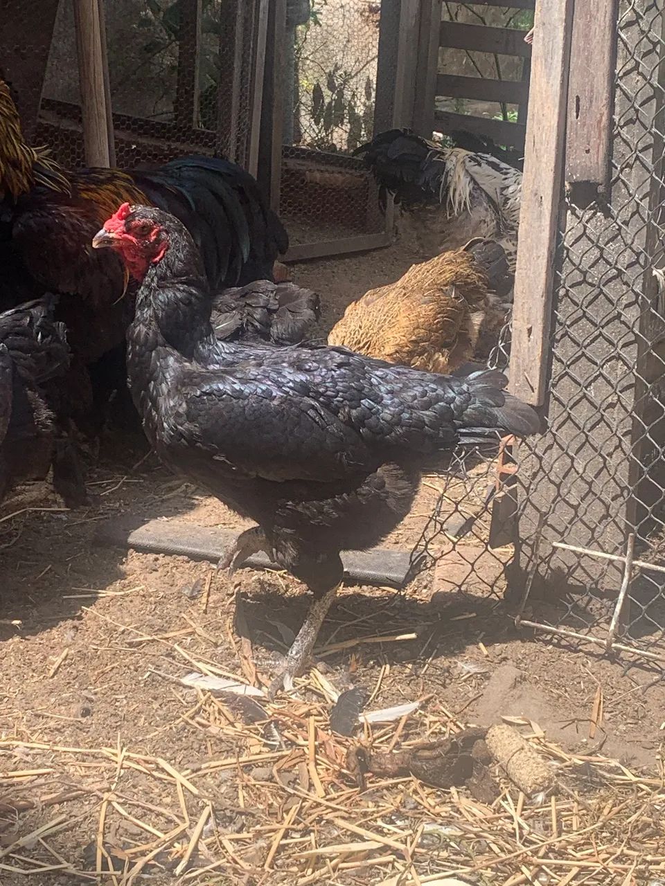 Galinhas caipira    - Foto 4