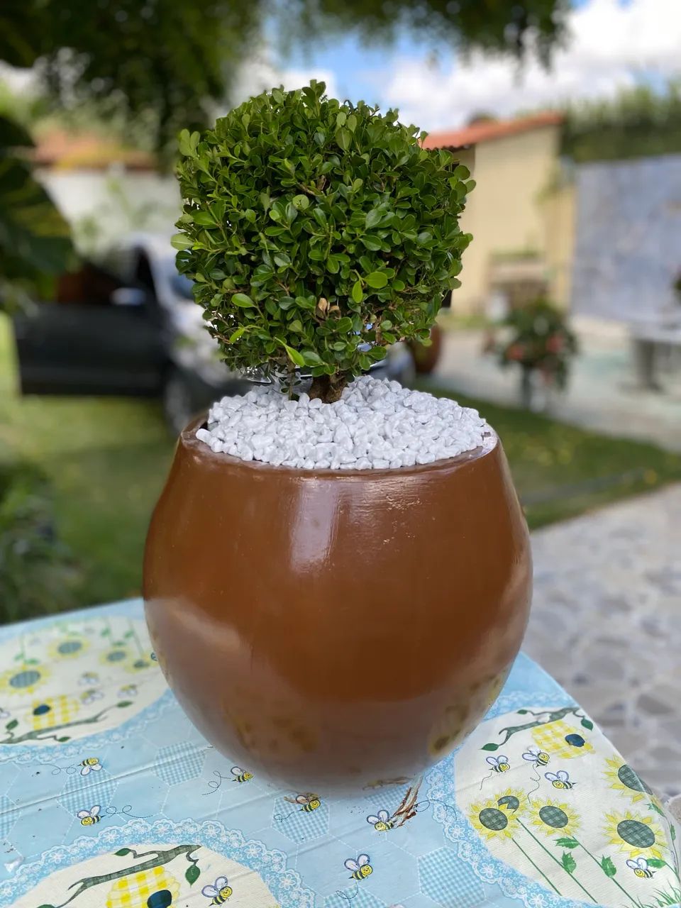 Jarro com planta - Foto 3