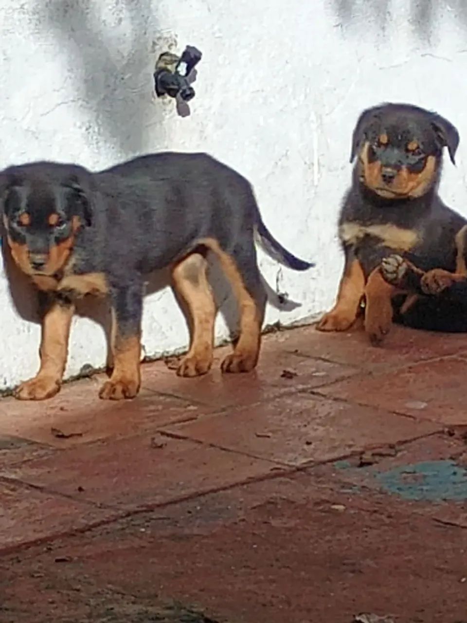 Dois filhotes de Rottweiler femia - Foto 2