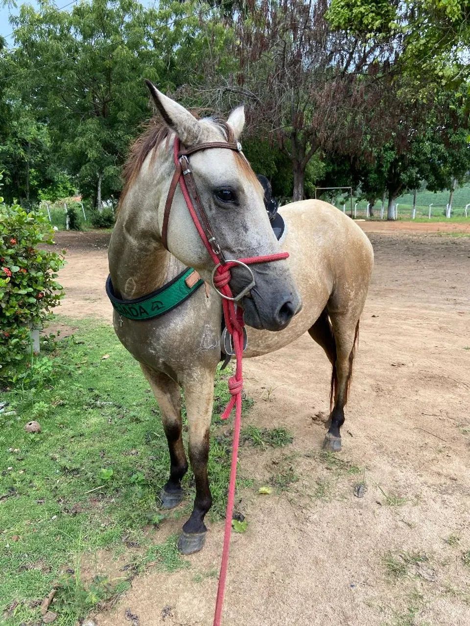 Egua quarto de milha - Foto 3