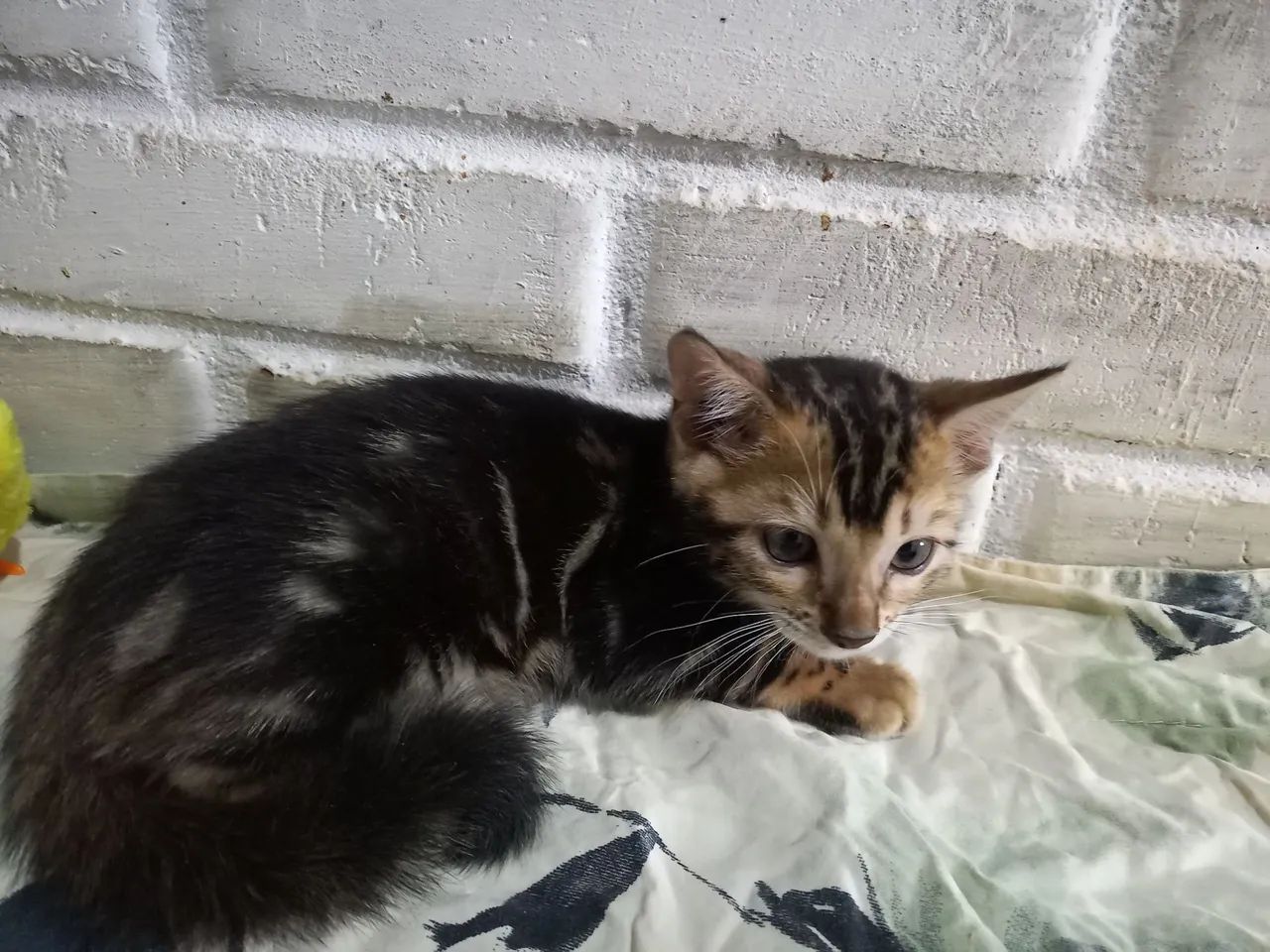 Gato BENGAL filhotes  - Foto 6