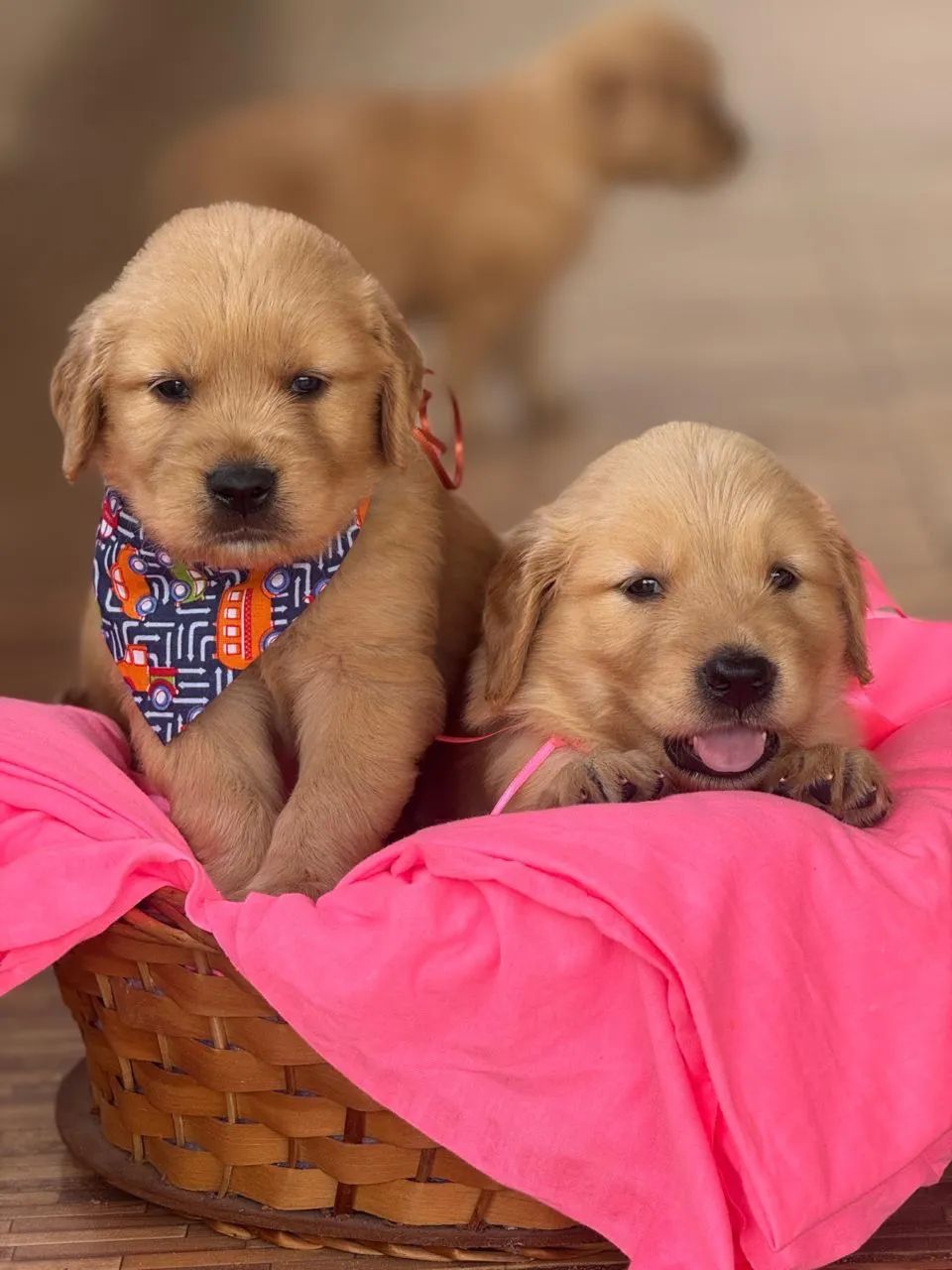 Filhotes de Golden Retriever - Foto 4