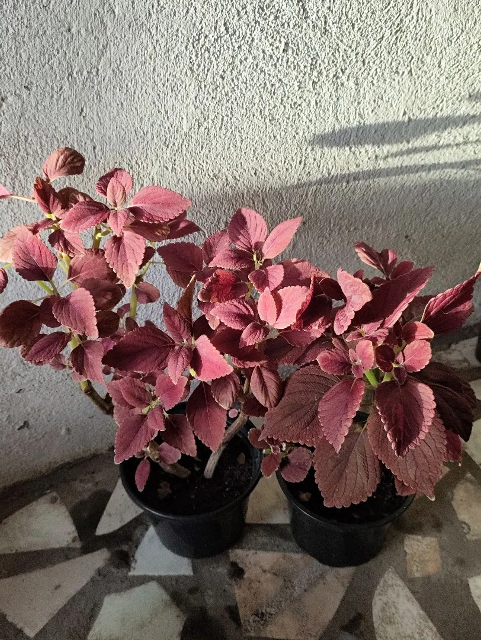 Planta Coleus: Elegância e Cor para seu Jardim