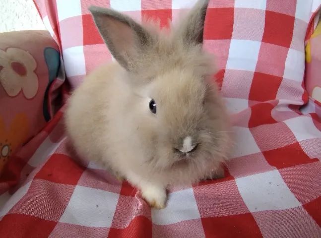 Coelho mini Lion  - Foto 3