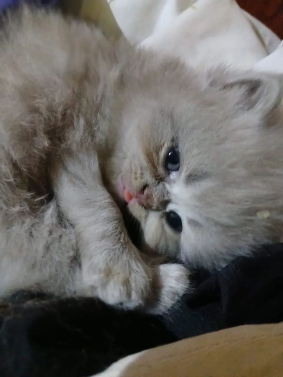 Filhote de gato persa com Pedegree Alta Genética - Foto 4