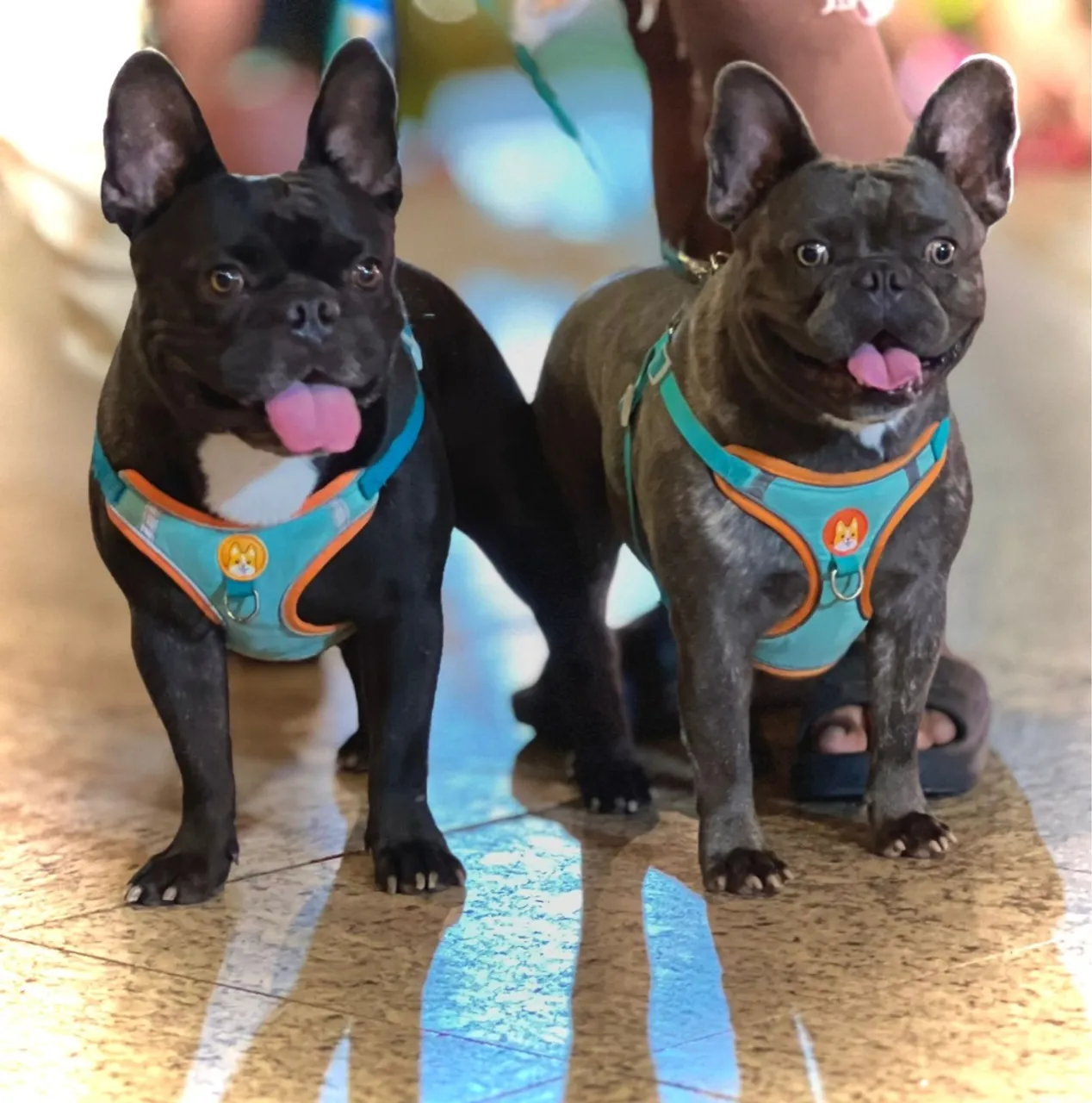 Buldogue francês disponível cobertura.