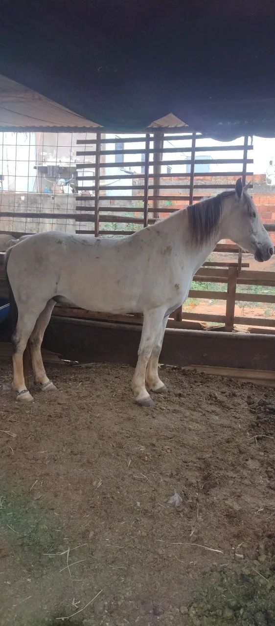 Cavalo manga larga pura da raça  - Foto 6