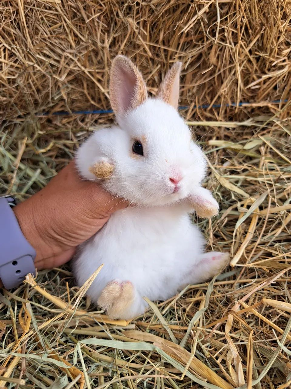 Anão netherland filhotes  - Foto 2