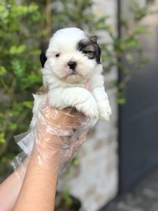 Shih tzu Deu a Louca na Reborn pets, SUPER PROMOÇÂO Para aquisição imediata 