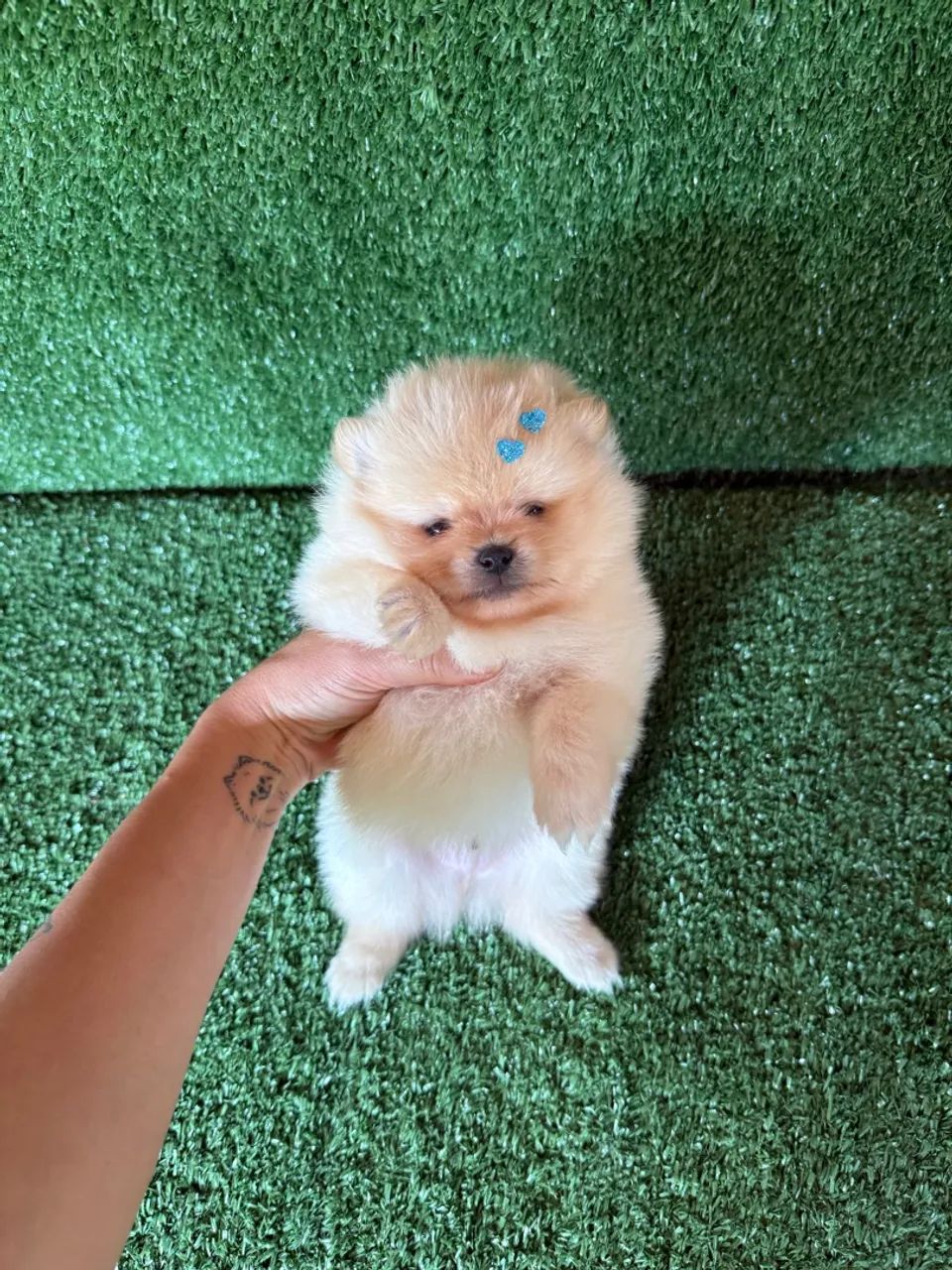 Lulu da pomerania mini 