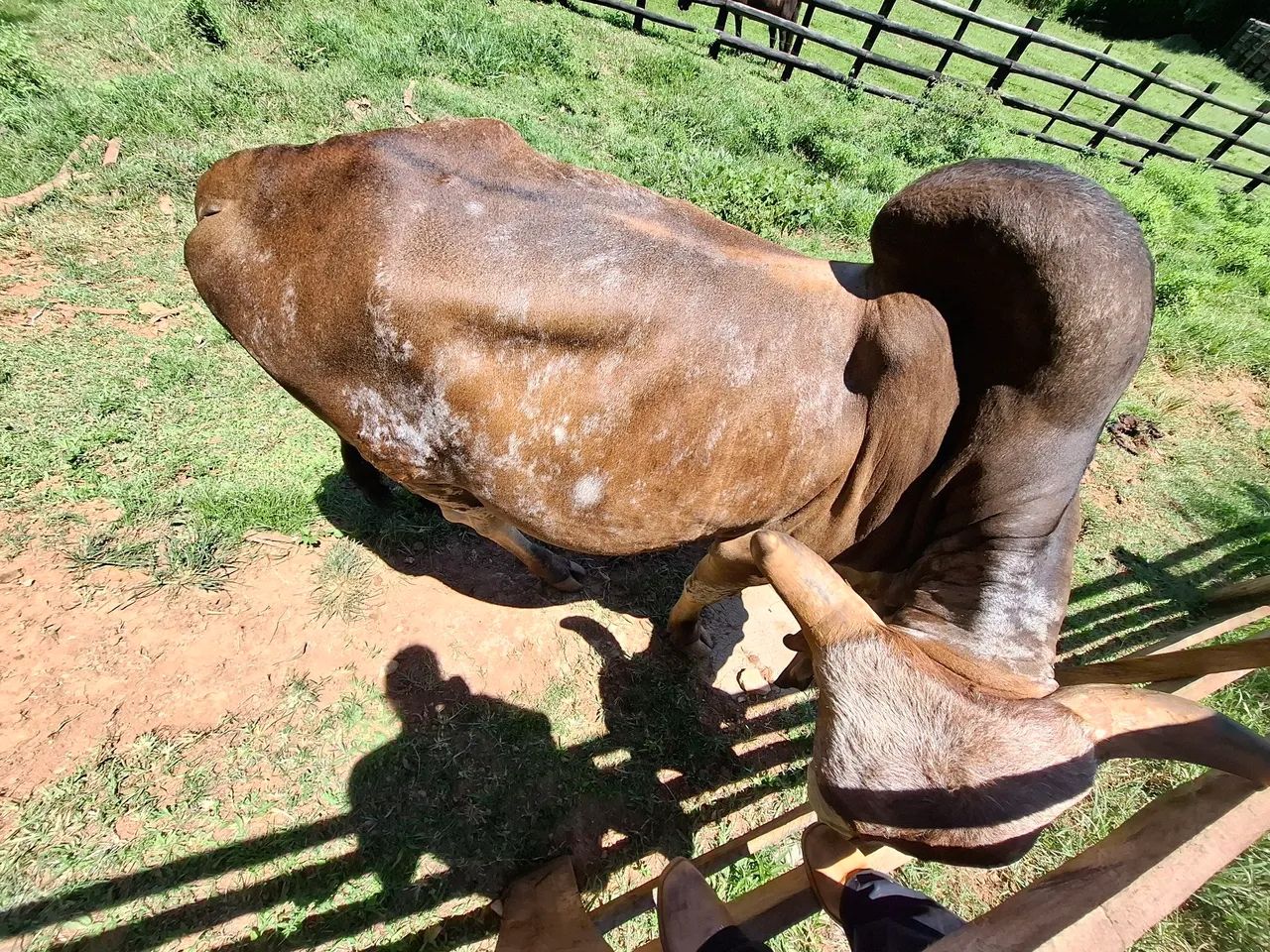 Boi Gir P.O  - Foto 3