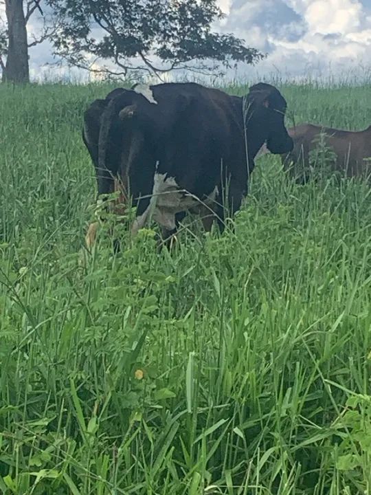 Vendo 6 vacas para engorda ou cria - Foto 2