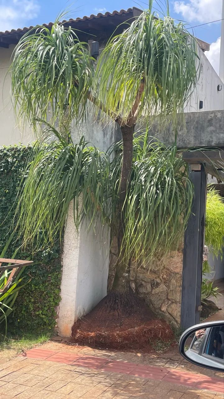 Planta Pata de Elefante Grande 3metros