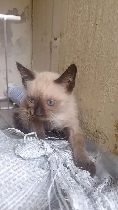 Gatinho lindos e saudáveis para doação 