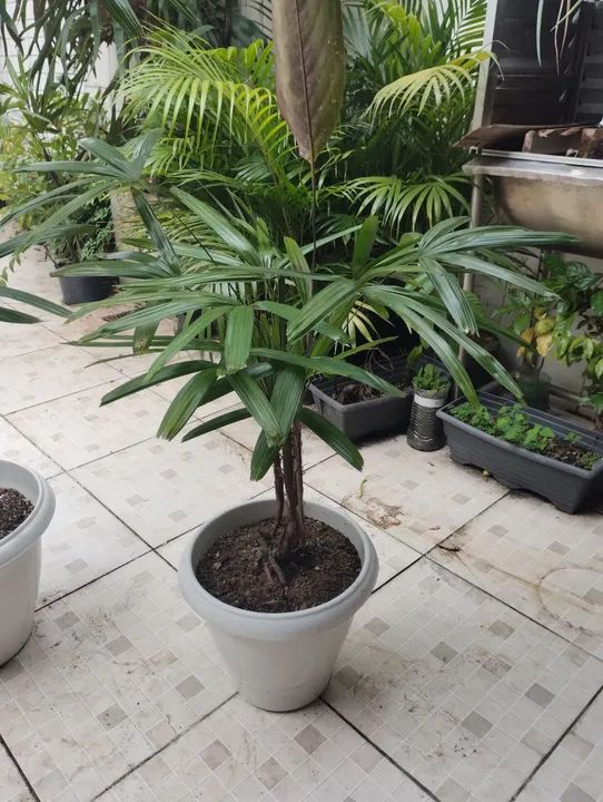 Mudas de Rafhia no vaso - Foto 3