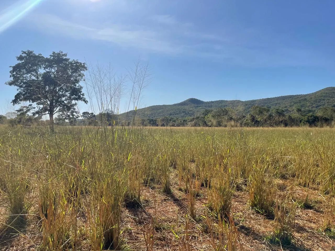 Fazenda disponível para venda  - Foto 5