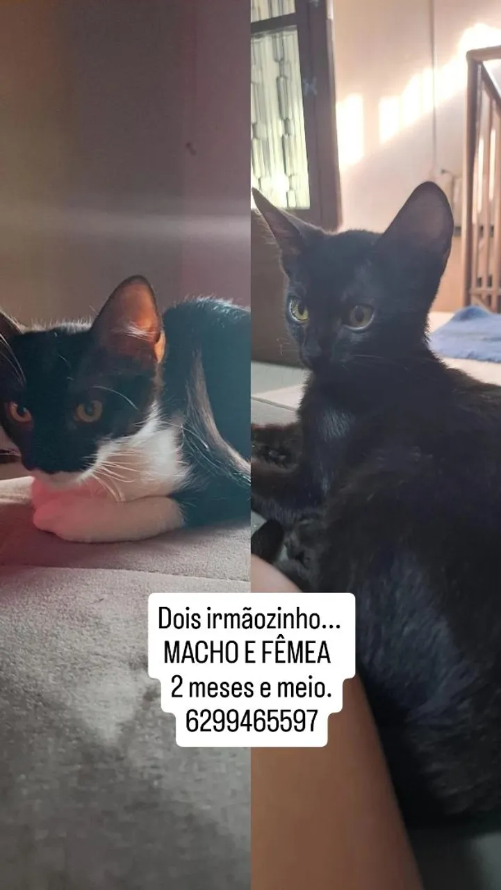 Gatinhos Adoráveis: Macho e Fêmea, 2 Meses e Meio!