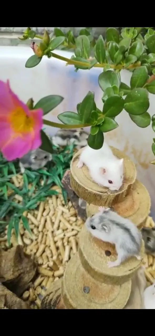 Toca Animais Pet ( Roedores) - Foto 2