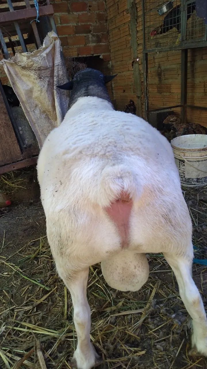 Carneiro Dorper Buria  - Foto 4